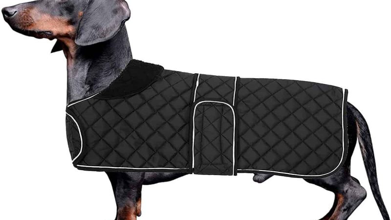 Learn What A Pro Has To Say About The Lightweight Dog Raincoat