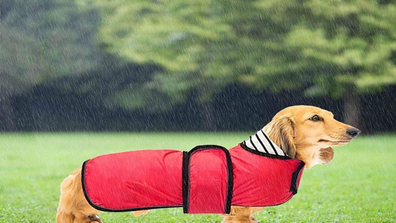 Best Dachshund Rain Coats – What You Need To Learn