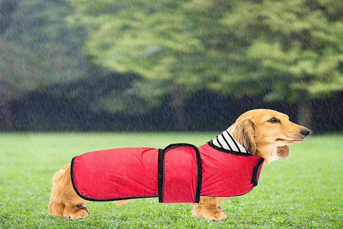 Best Dachshund Rain Coats – What You Need To Learn