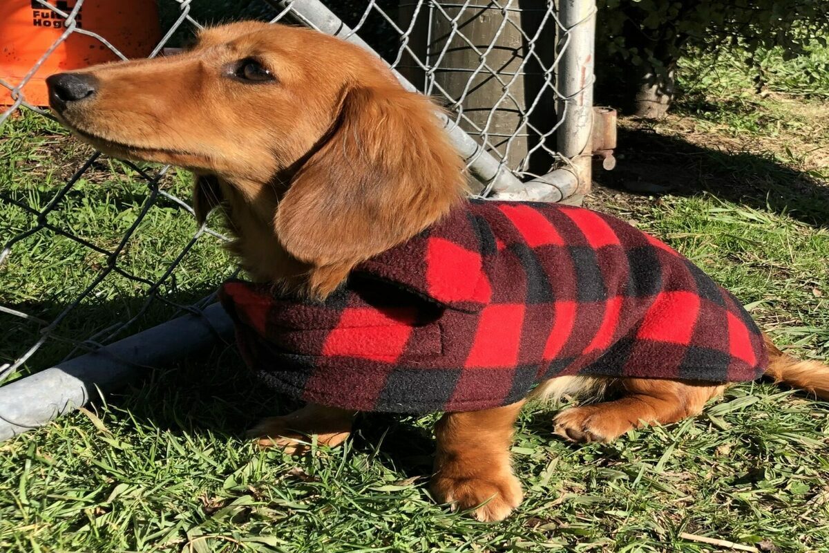 Important Things About Mini Dachshund Coat