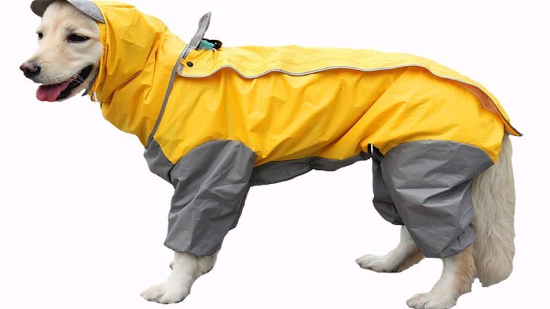 A Few Facts About Winter Dog Coats
